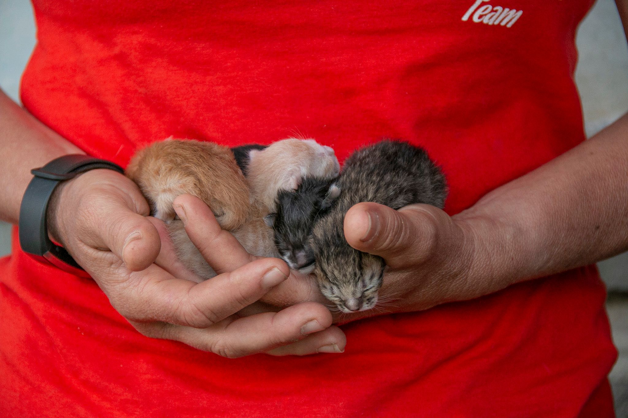 Bereits im Jänner startete Gut Aiderbichl ein Kastrationsprojekt für Katzen.