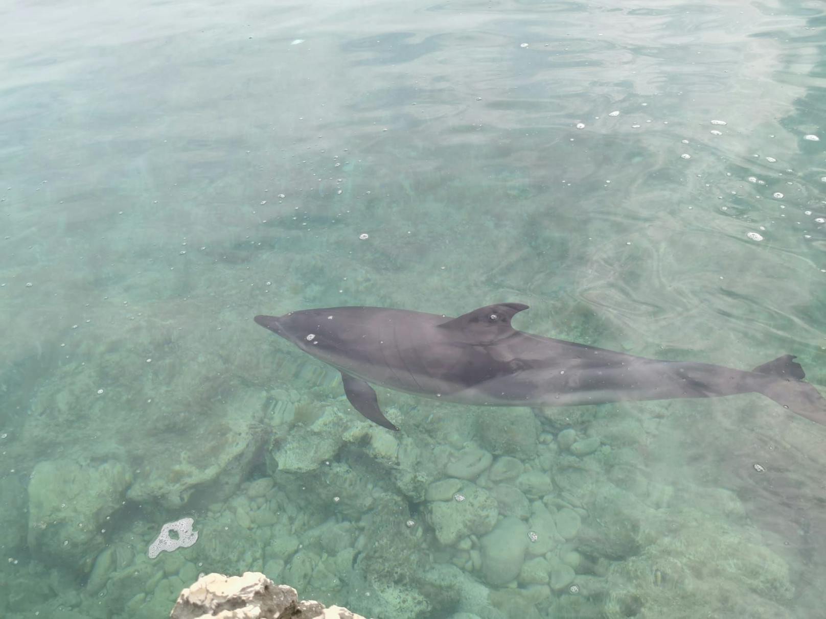 Sensationell! Im Kroatien-Urlaub traf ein "Heute"-Leser auf Delfine.