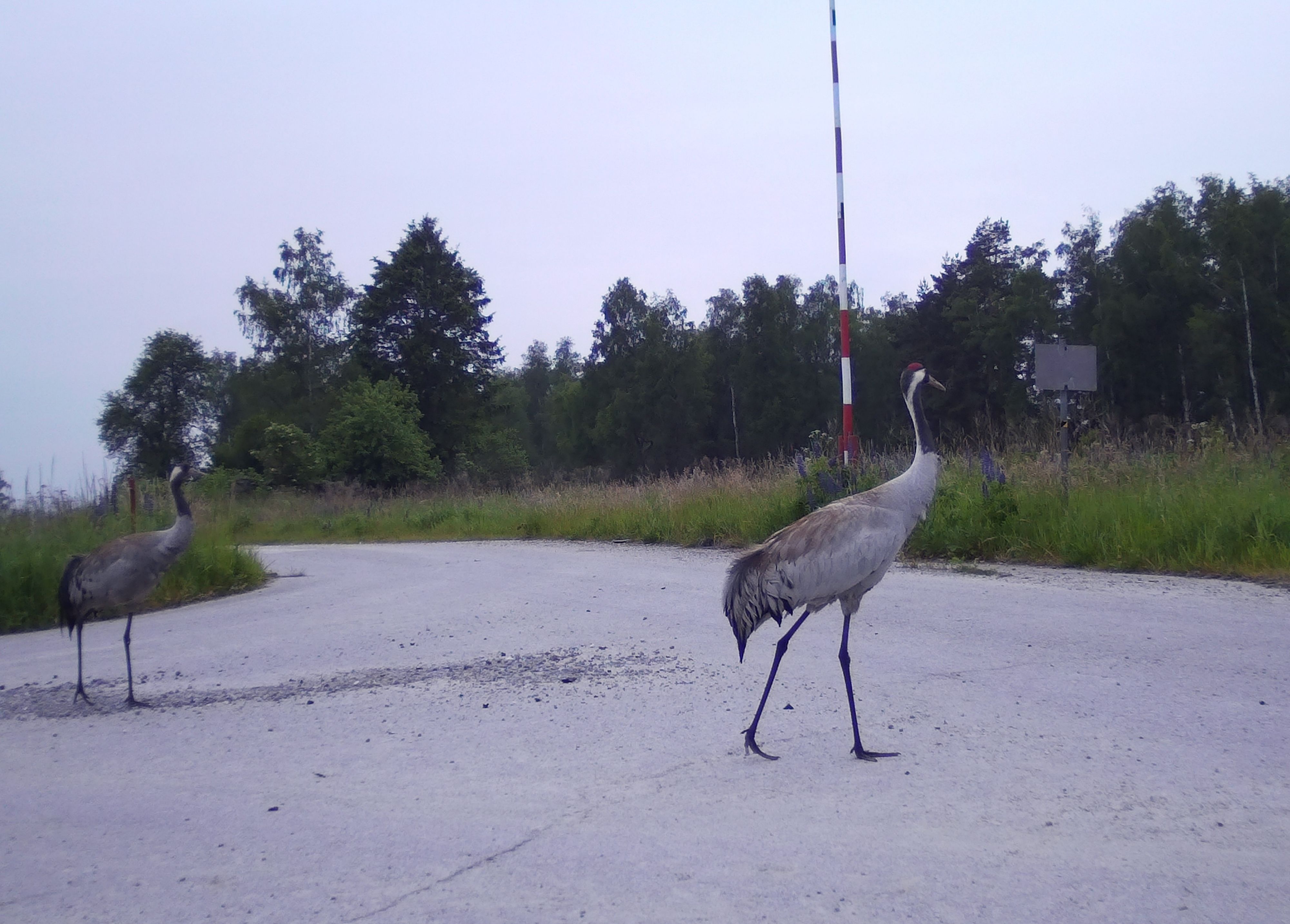 Ein Kranichpaar quert eine Straße am Truppenübungsplatz.