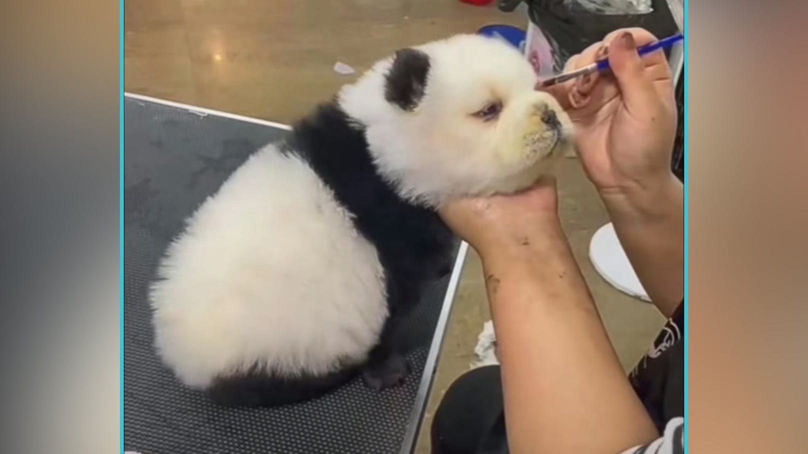 Zoo ist zu klein für Pandas – deshalb färbt man Hunde