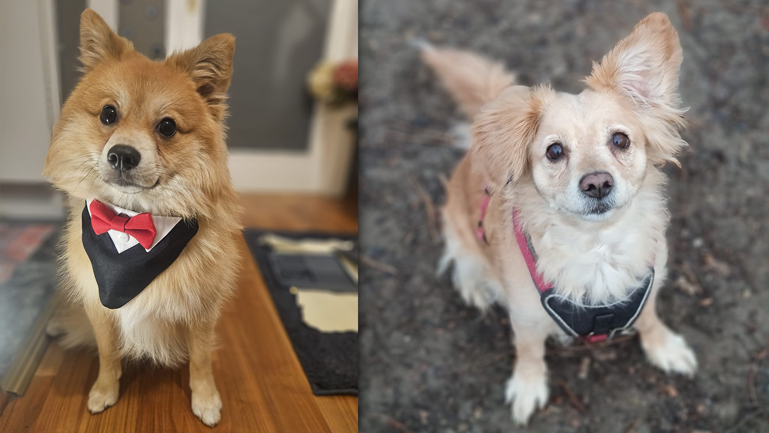 Toffi (1) und Nike (11) sind vor kurzem verstorben. Der Grund ihres plötzlichen Todes sollen Giftköder sein.