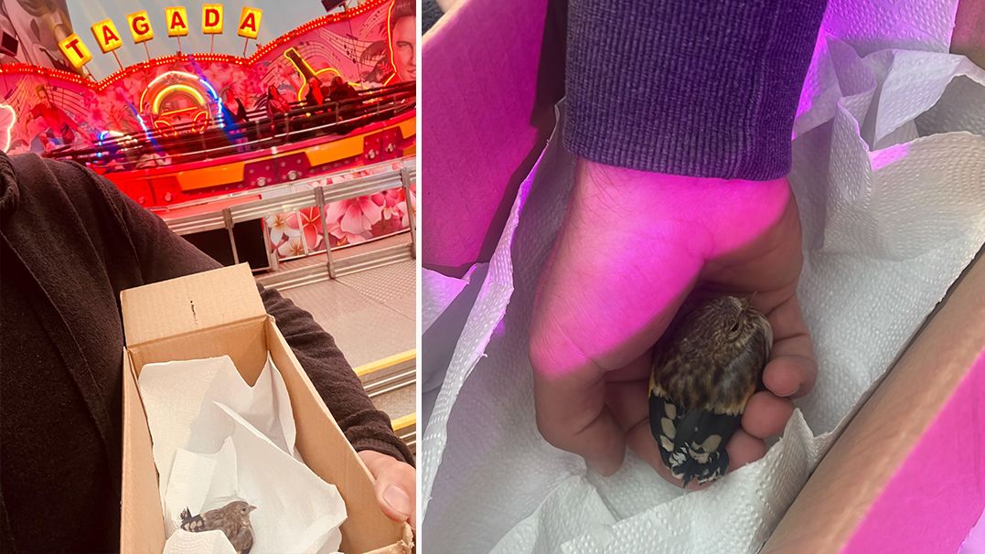 Heute.at - Tagada-Boss rettet Prater-Vogerl in letzter Sekunde