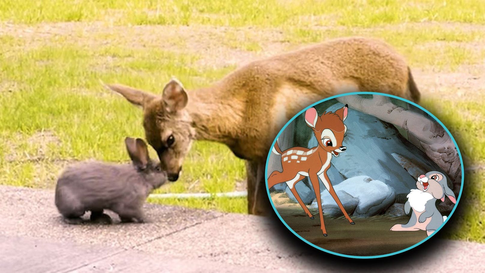 So niedlich: Bambi und Klopfer gibt es wirklich