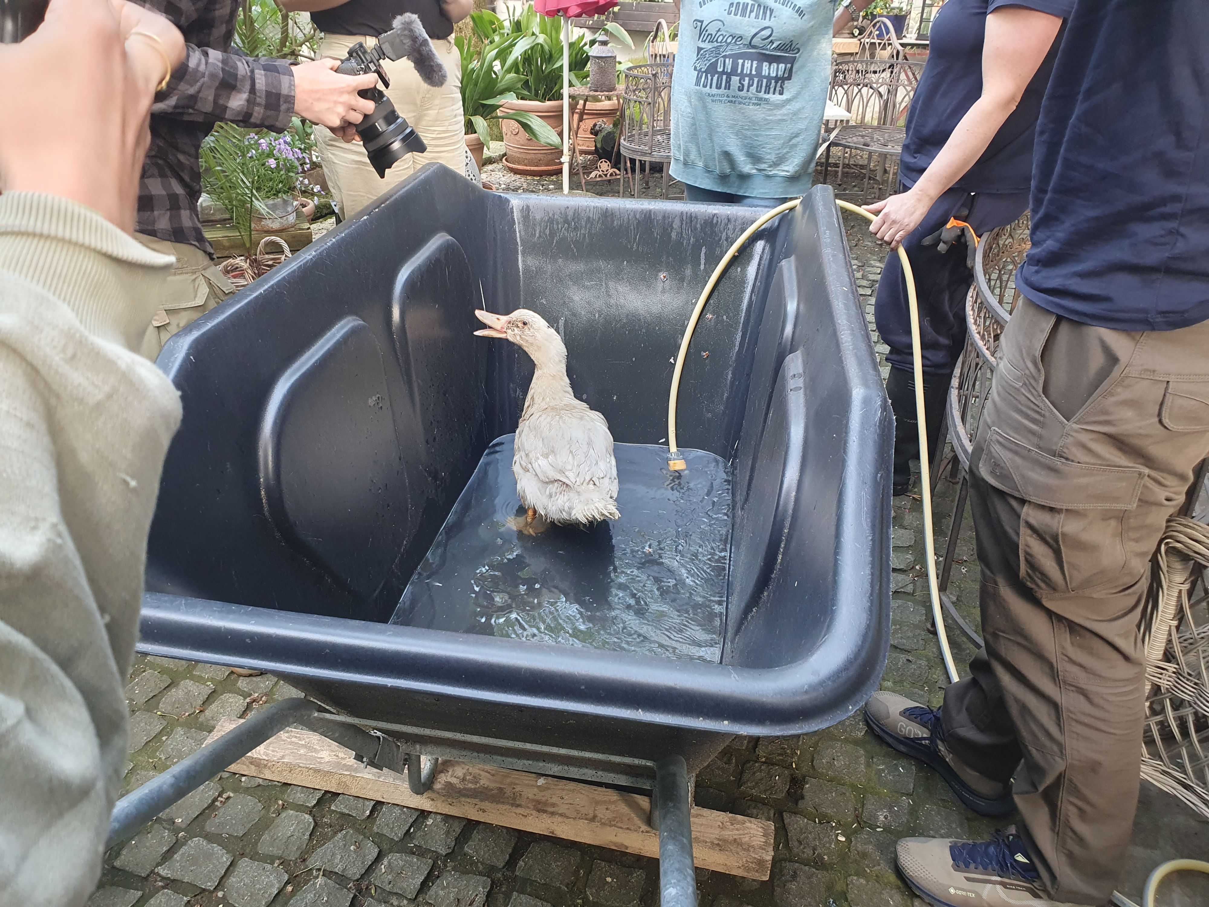 Der Moulard-Erpel kommt aus einer Produktionsstätte in Ungarn.