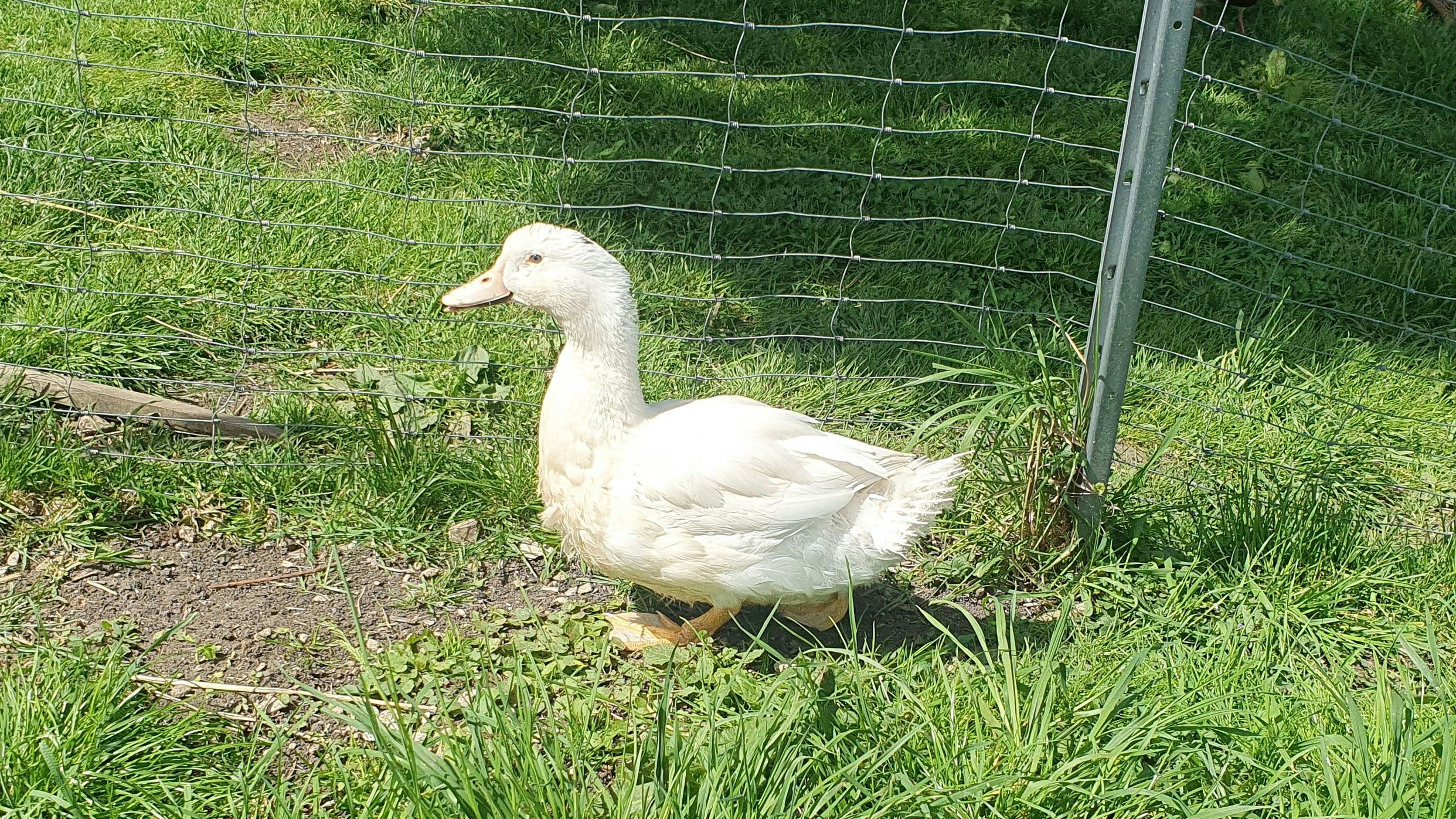 Vielleicht darf er ja doch eine Zeit lang sein Leben genießen – wir wünschen es ihm!