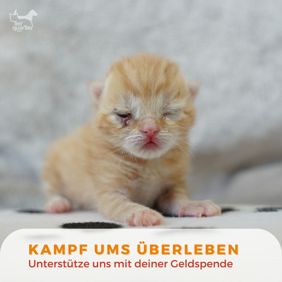 Karotti wurde alleine und verletzt gefunden. Er wird jetzt rund um die Uhr betreut.