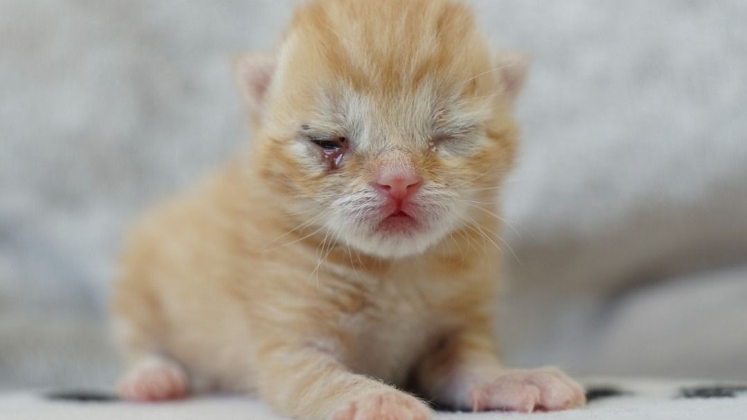 Karotti wurde alleine und verletzt gefunden. Er wird jetzt rund um die Uhr betreut.