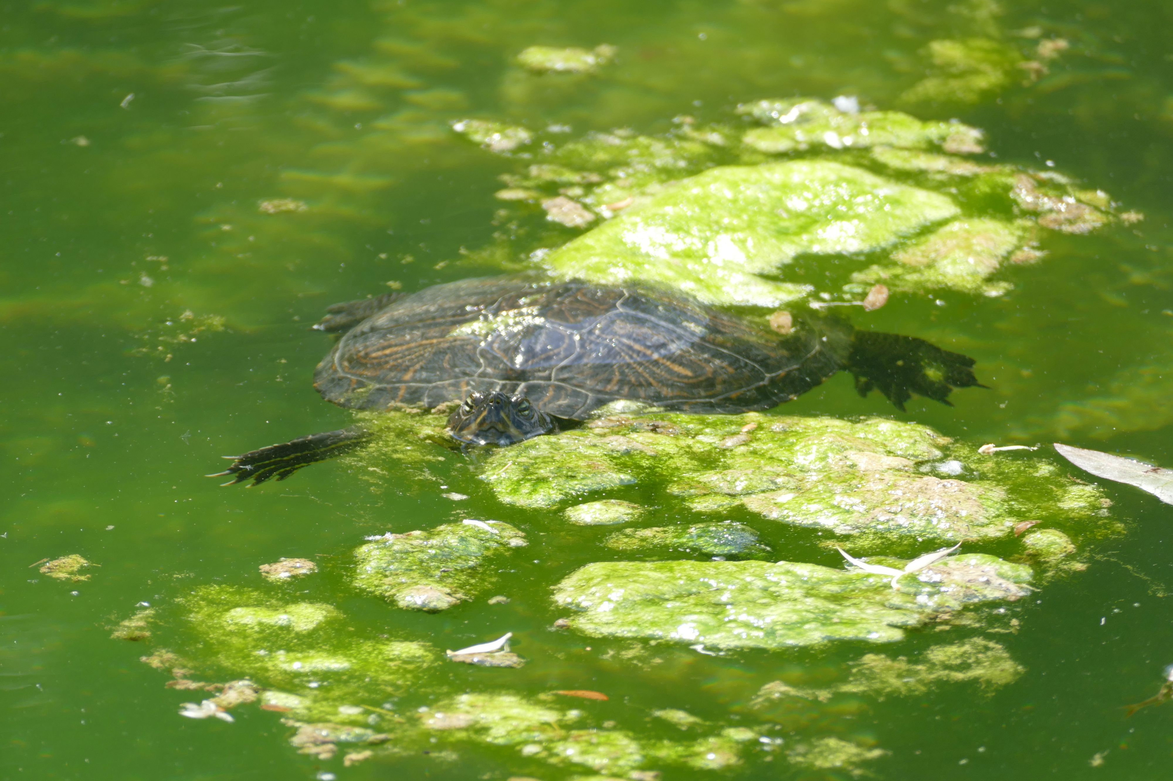 Am Floridsdorfer Wasserpark machte ein Wiener eine seltene Entdeckung – so dachte er zumindest.