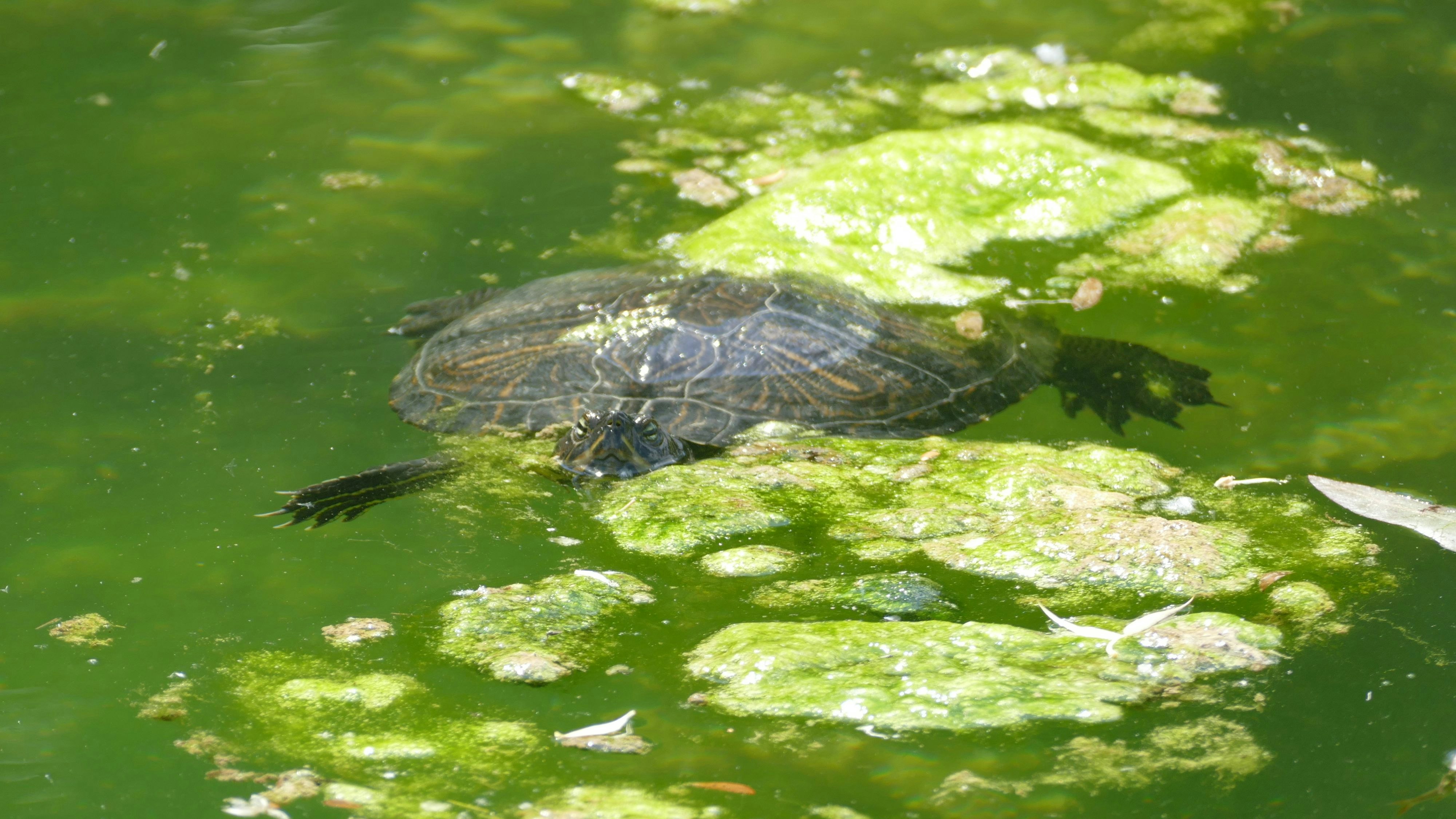 Am Floridsdorfer Wasserpark machte ein Wiener eine seltene Entdeckung – so dachte er zumindest.