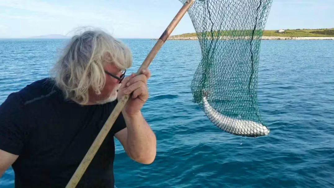 Heute.at - Giftiger Kugelfisch breitet sich jetzt in Adria aus