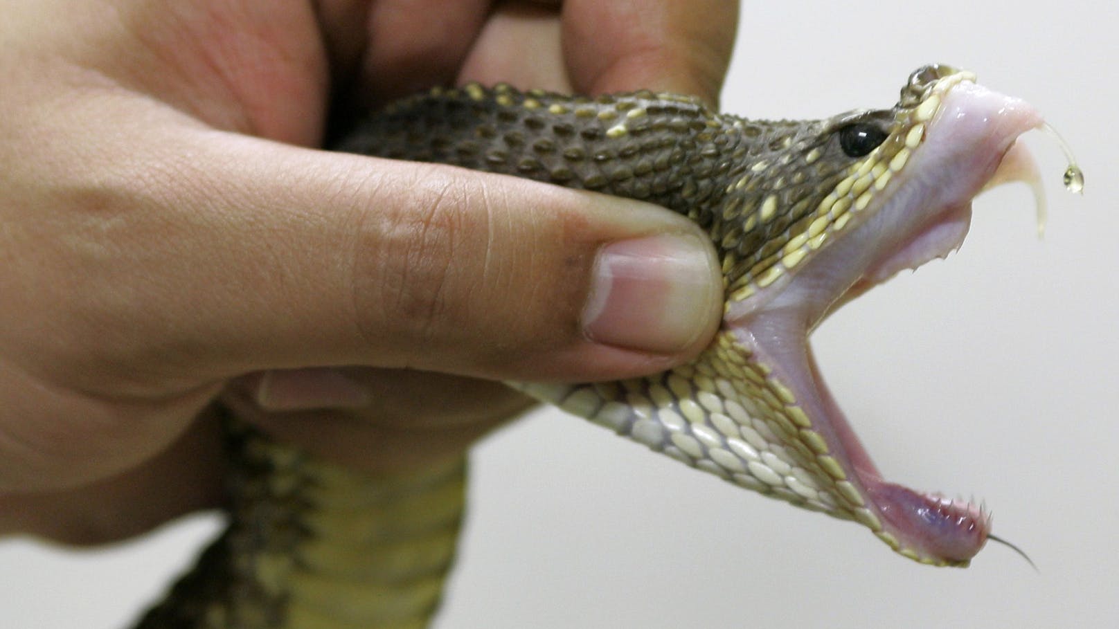 Forscher tritt über 40.000 Mal auf Giftschlangen
