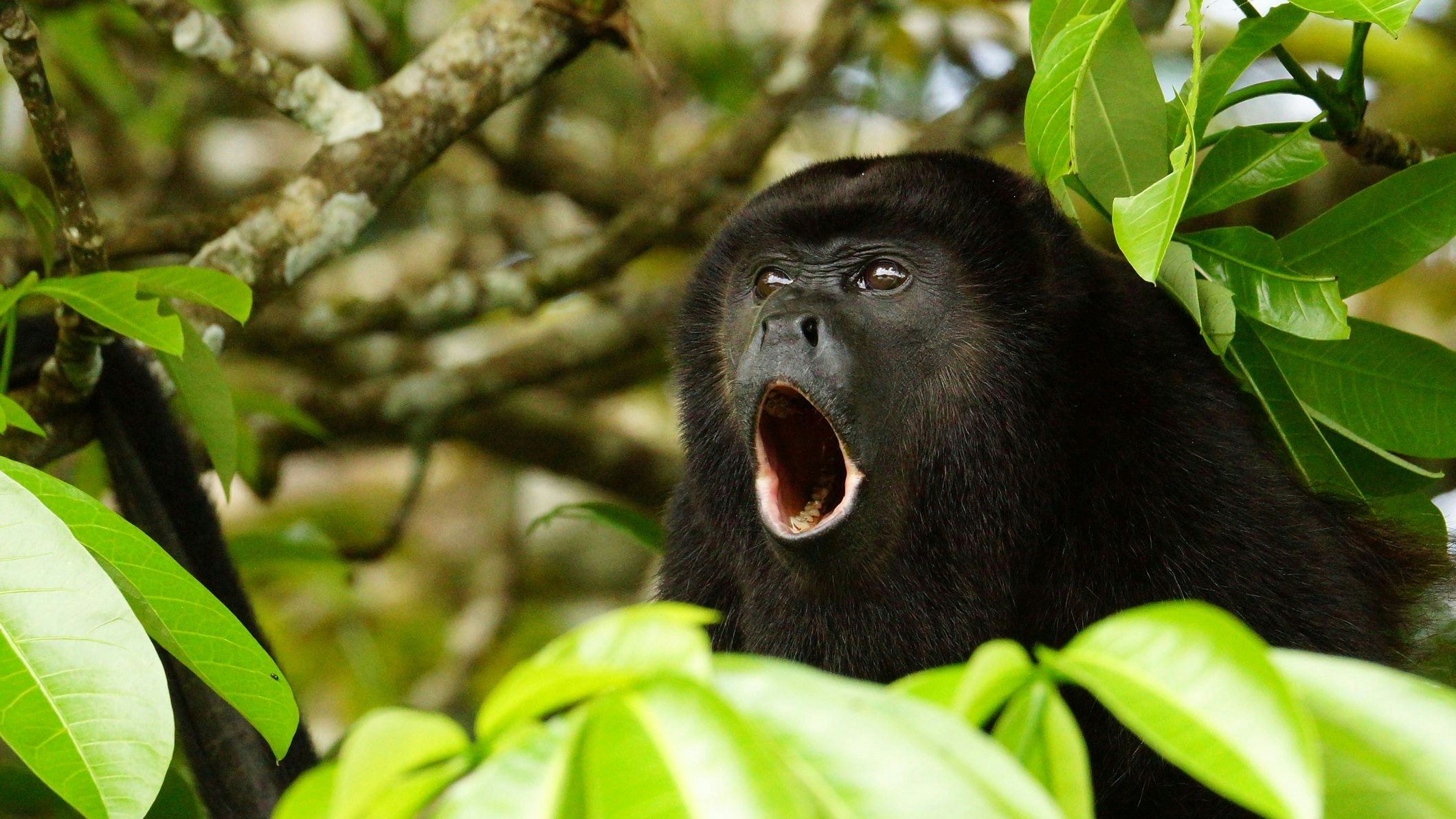 Name: Golden-mantled howler