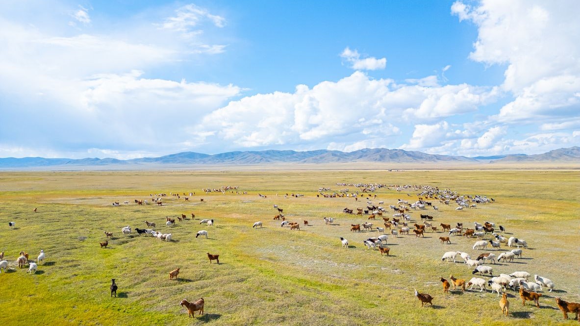 Drone point of view flock of sheep in Mongolia pasture
