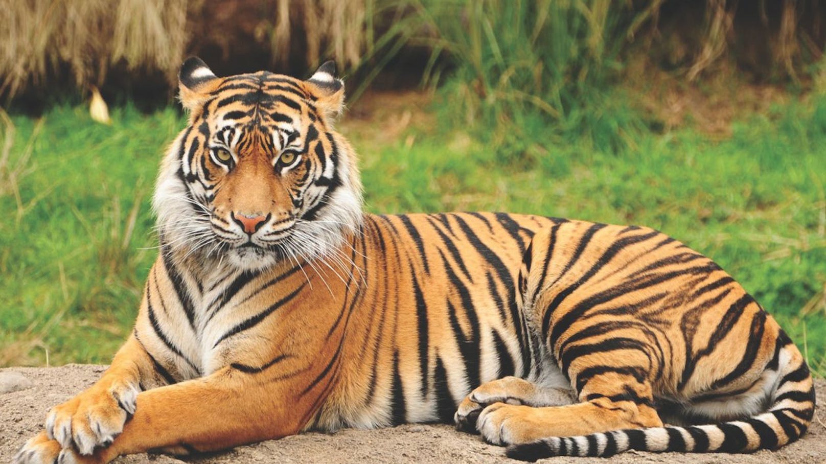 In diesem Zoo sterben viel zu viele Tiger