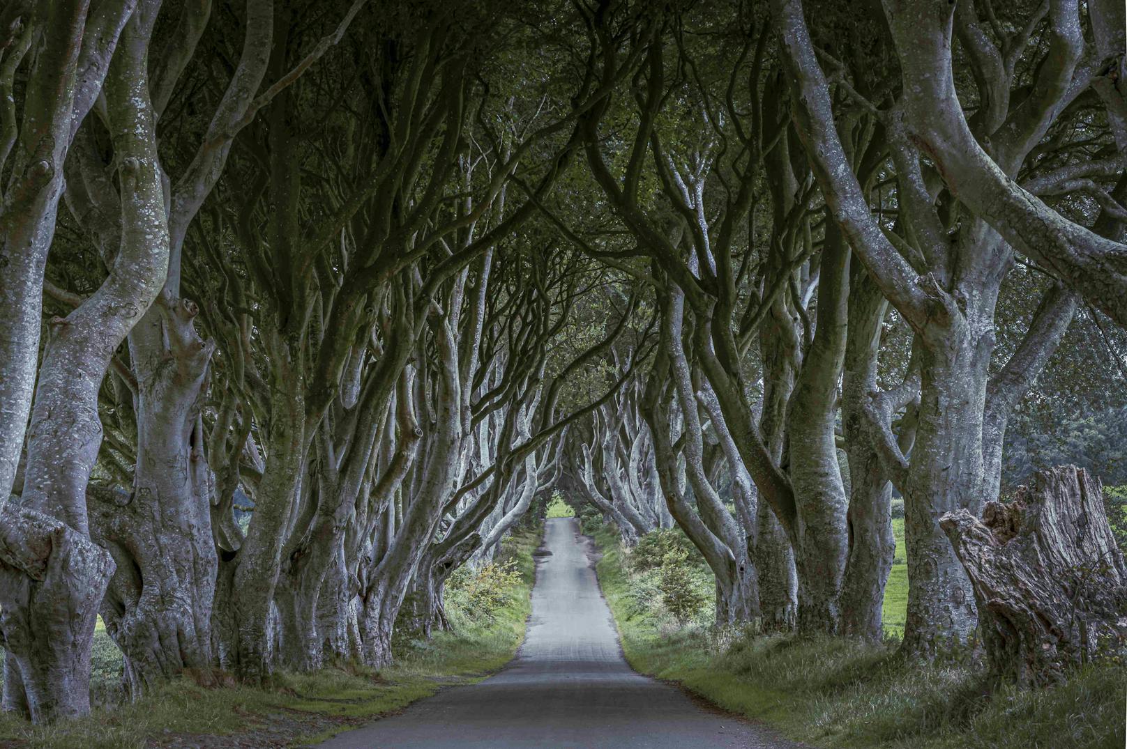 An der Bregagh Road in Ballymoney, Nordirland, stehen über 200 Jahre alte Buchen Spalier. Die imposante Straße mit dem Spitznamen "Dark Hedges" ist vor allem Fans der HBO-Serie "Game of Thrones" ein Begriff.