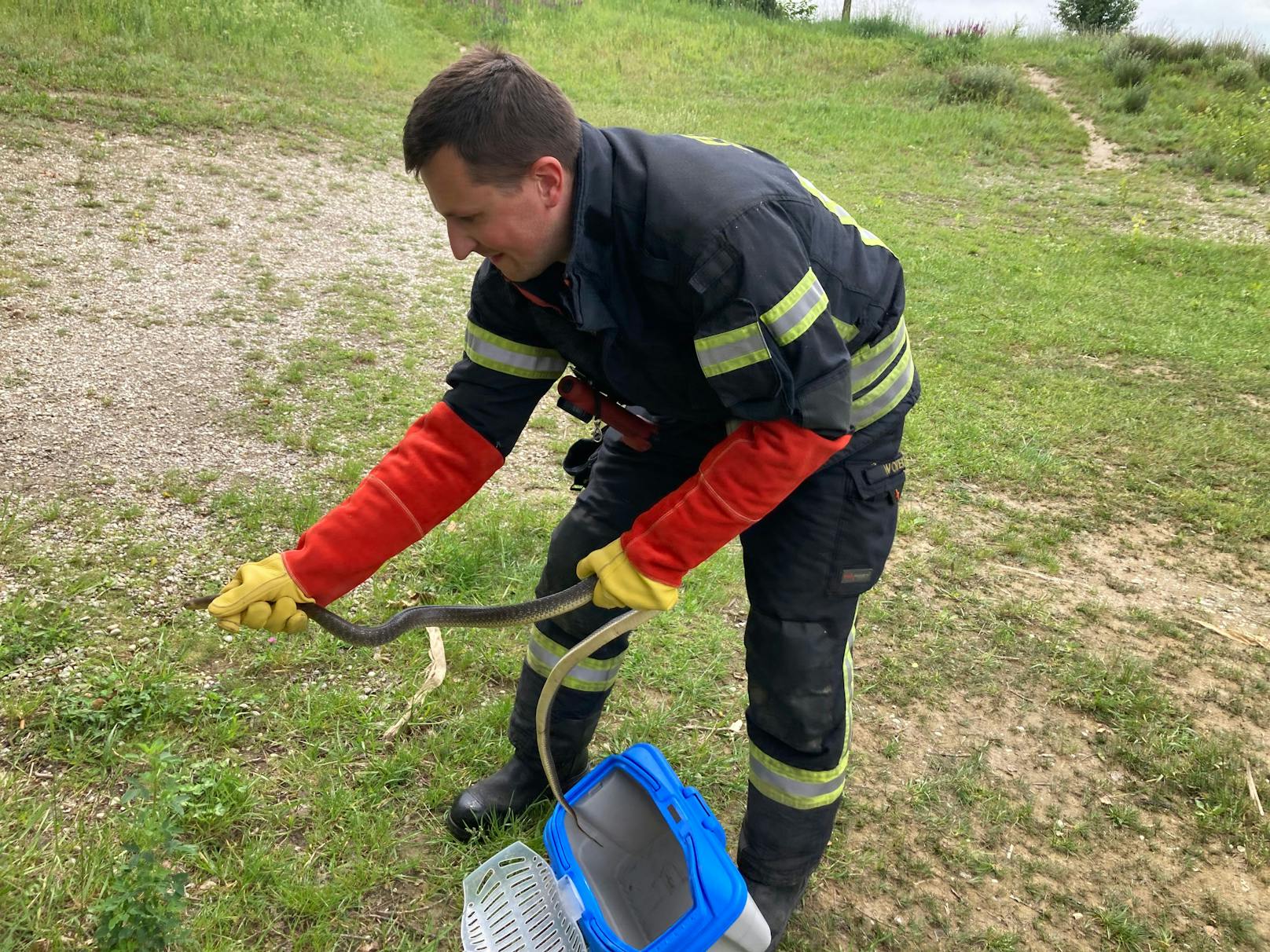 Die Feuerwehr fing die Schlange fachmännisch ein.