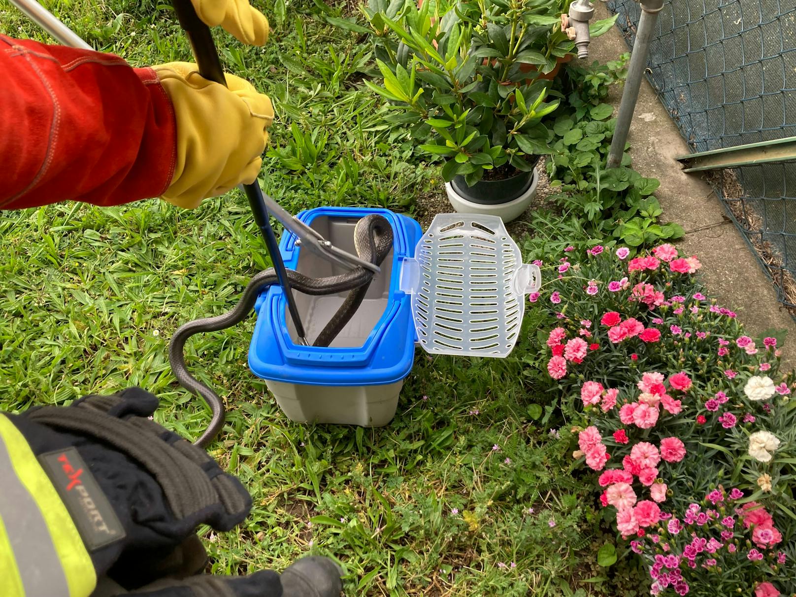 Die Feuerwehr fing die Schlange fachmännisch ein.