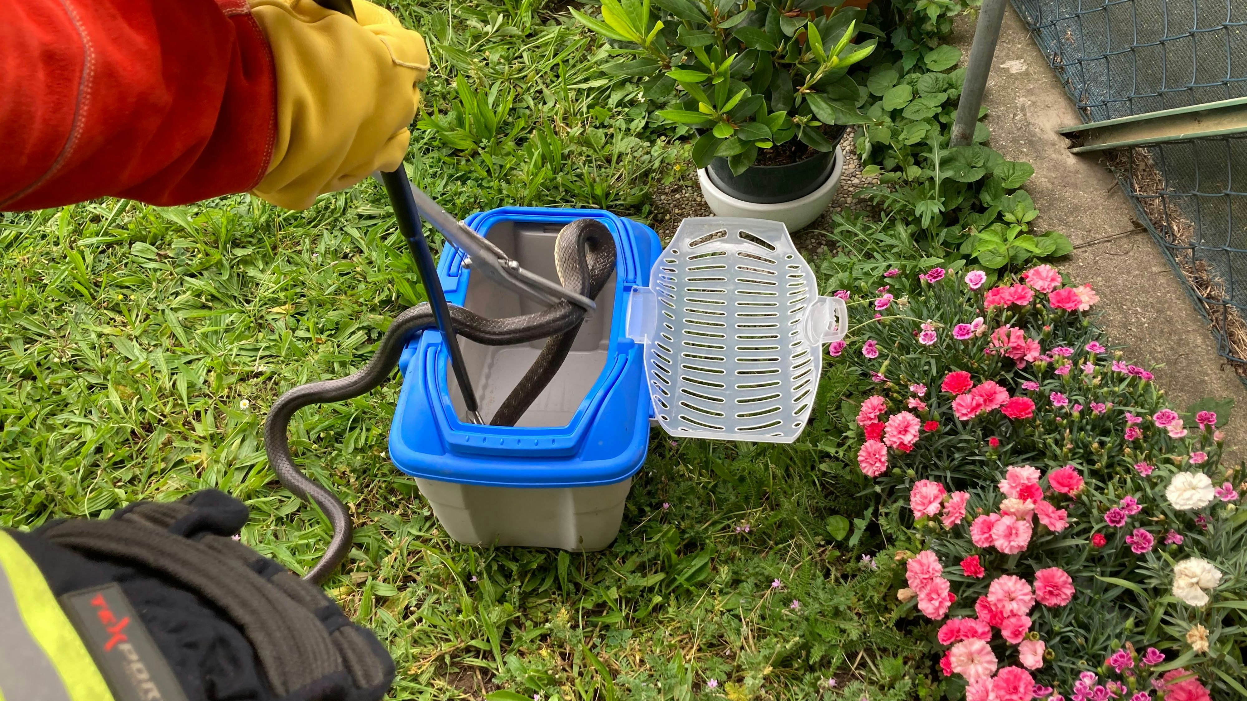 Die Feuerwehr fing die Schlange fachmännisch ein.