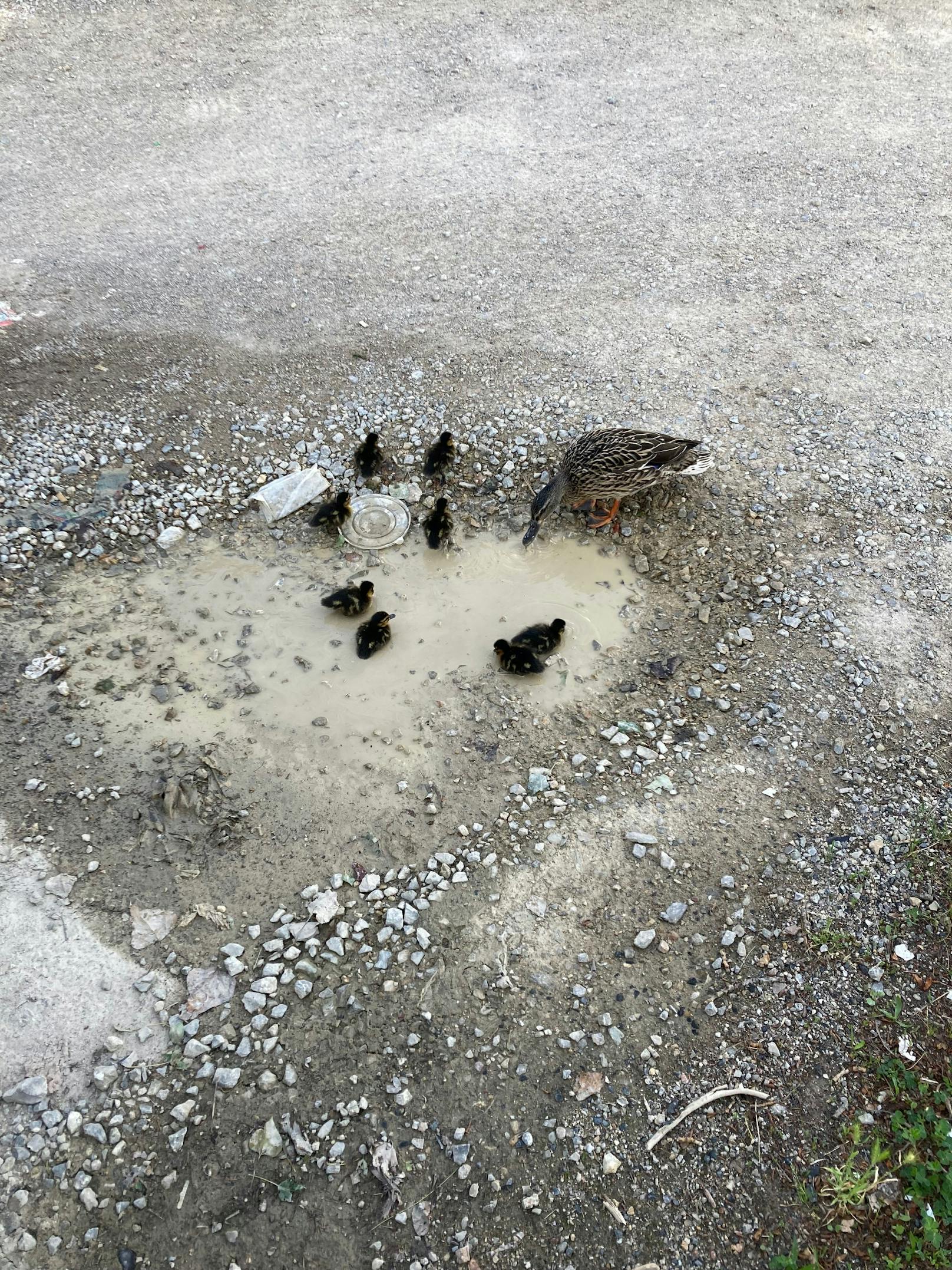 Alle halfen mit, den Verkehr vor dem Haus und die Entenfamilie zu sichern.