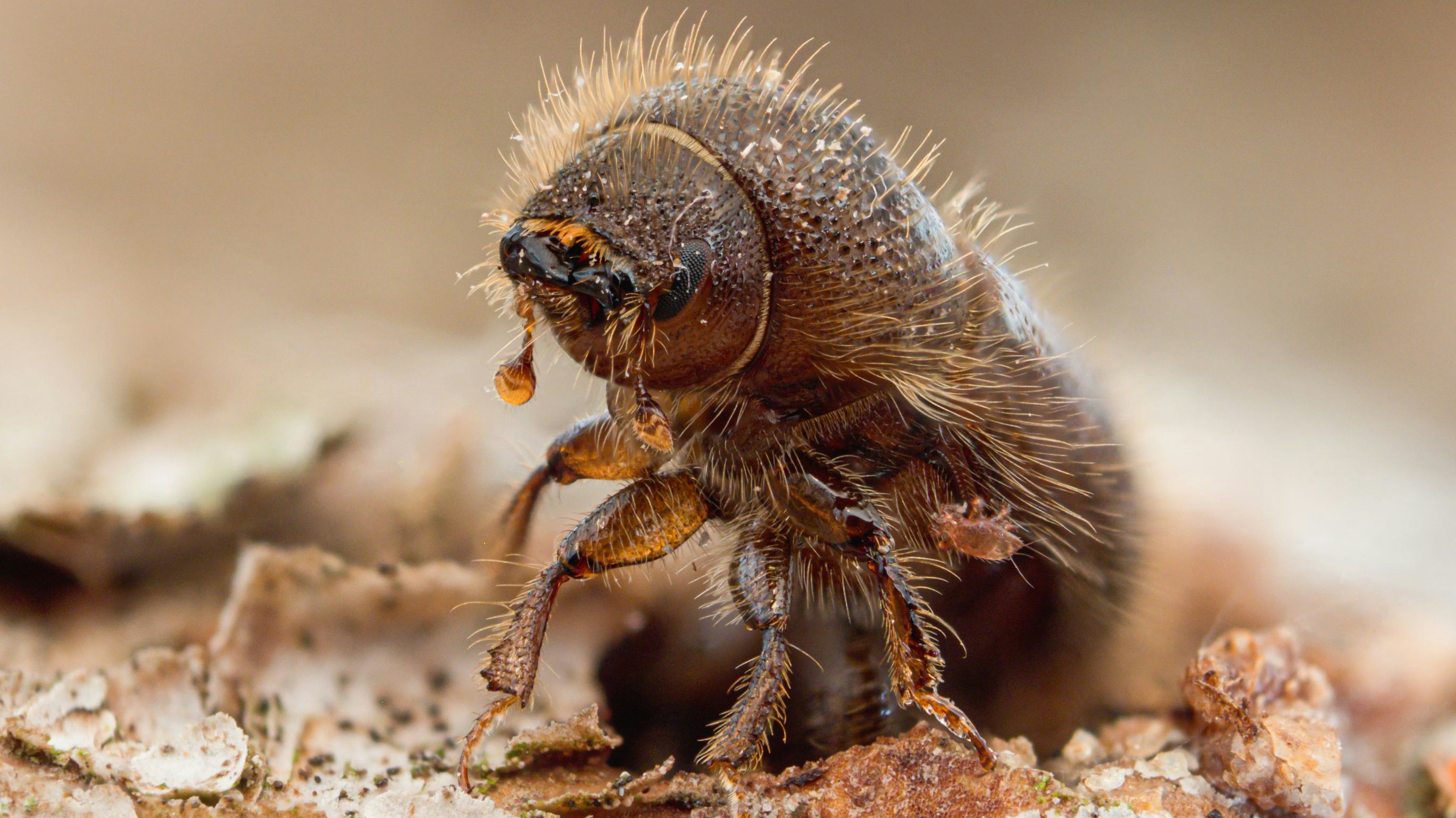 Heute.at - Borkenkäfer-Invasion – Drittel unserer Wälder bedroht