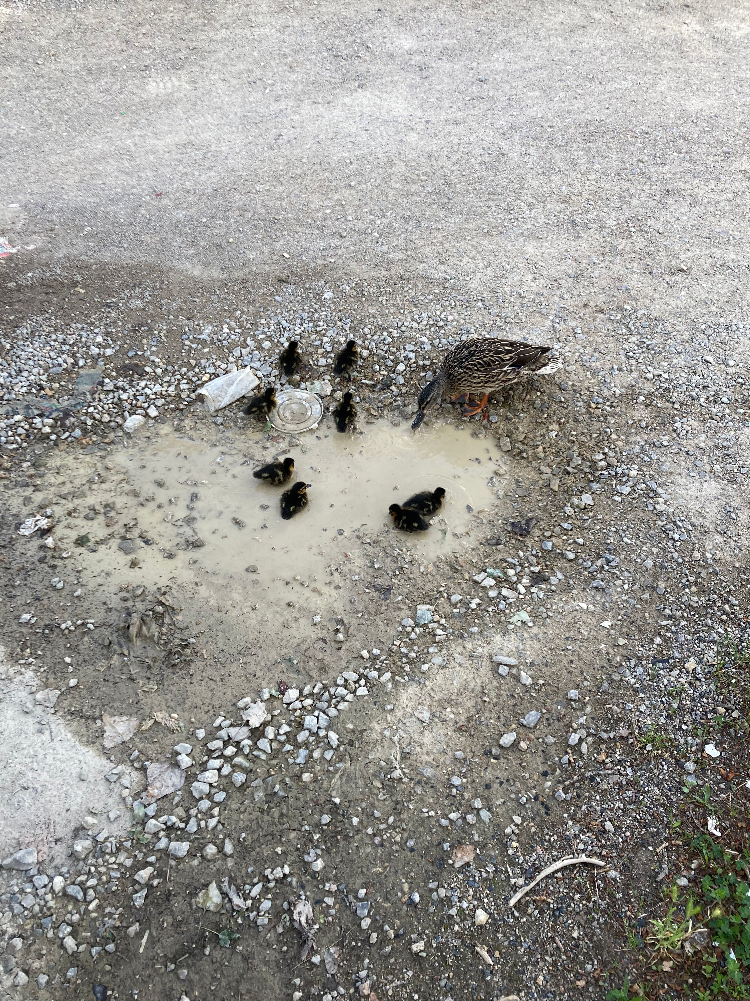 Heute.at - Quak! Entenfamilie watschelte durch Obdachlosenheim