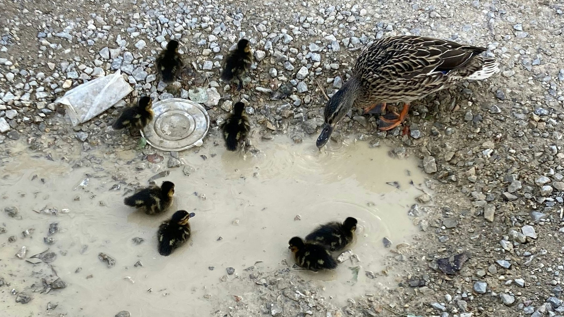 Im Obdach Gänsbachergasse des Fonds Soziales Wien suchte eine Entenmutter mit ihren Küken Zuflucht.