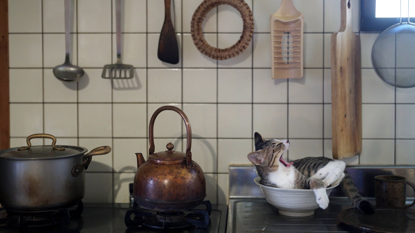 Atsuyuki Ohshima Kameoka, Japan, Titel: Kitty in the kitchen