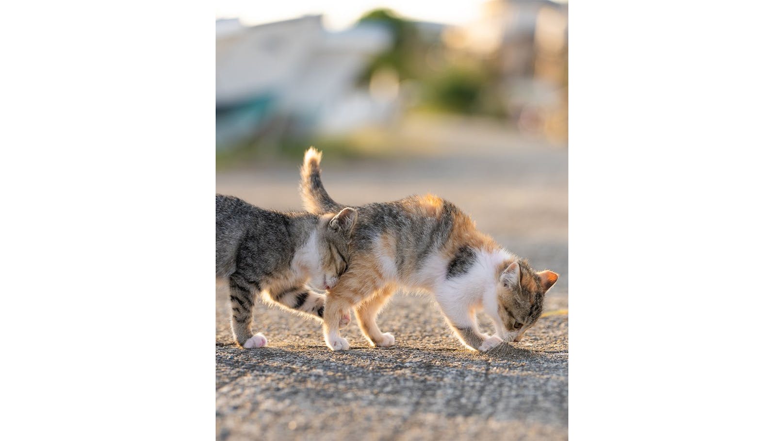 Tomoaki Tanto, Japan, Titel: Kitten stuck in traffic