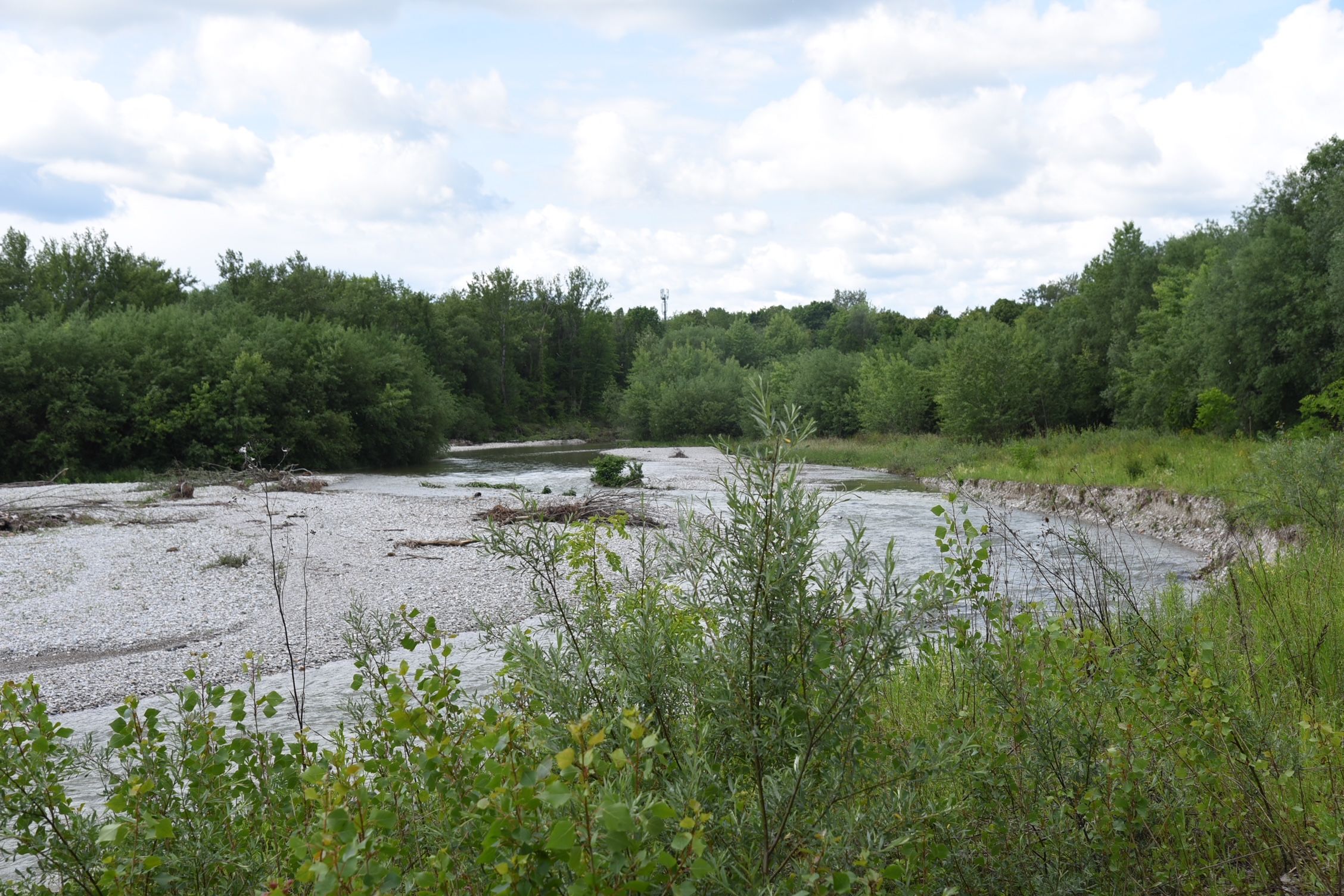 Frauenleiche in der Schwarza gefunden