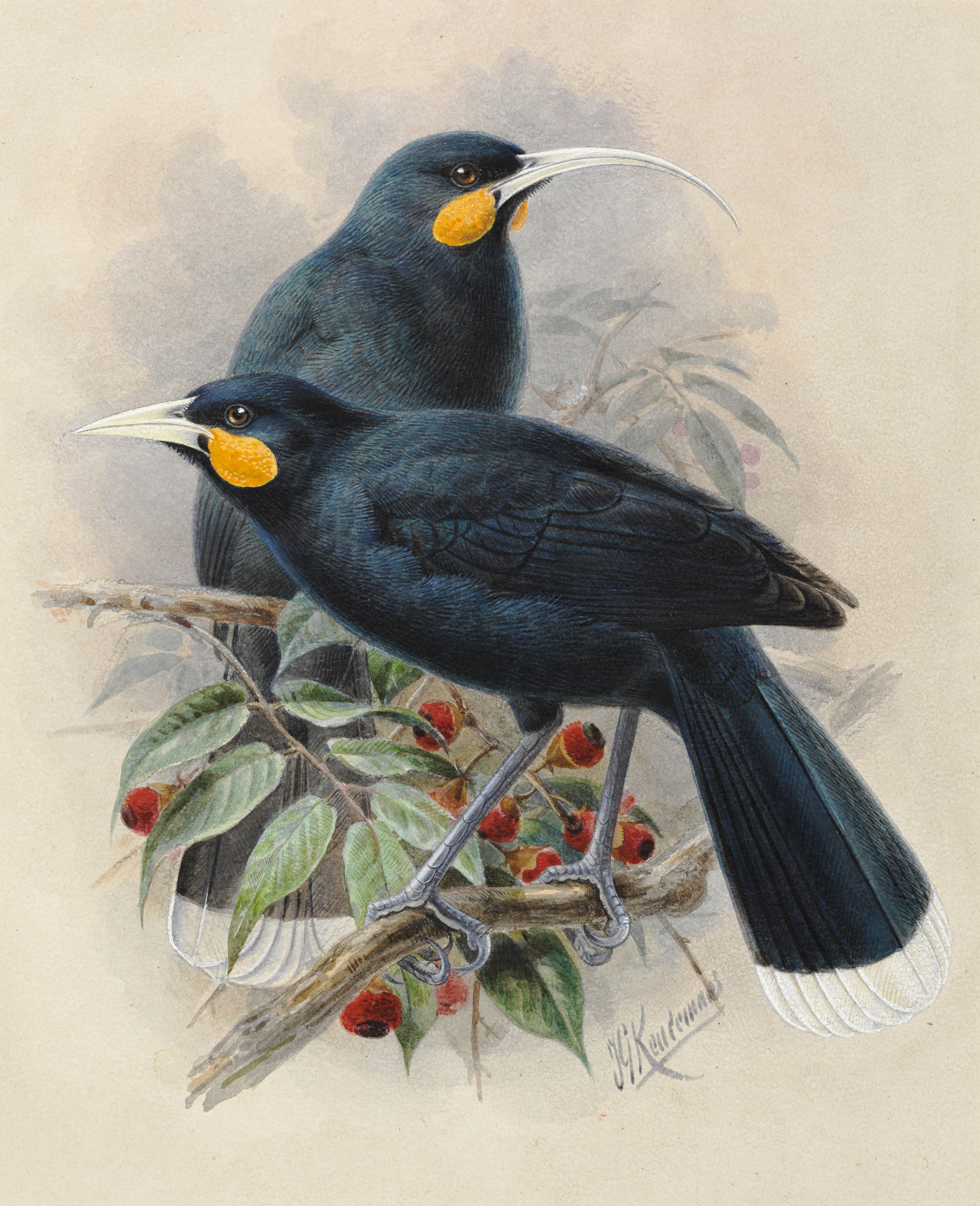 Der Huia-Vogel aus Neuseeland ist seit 1907 ausgestorben.