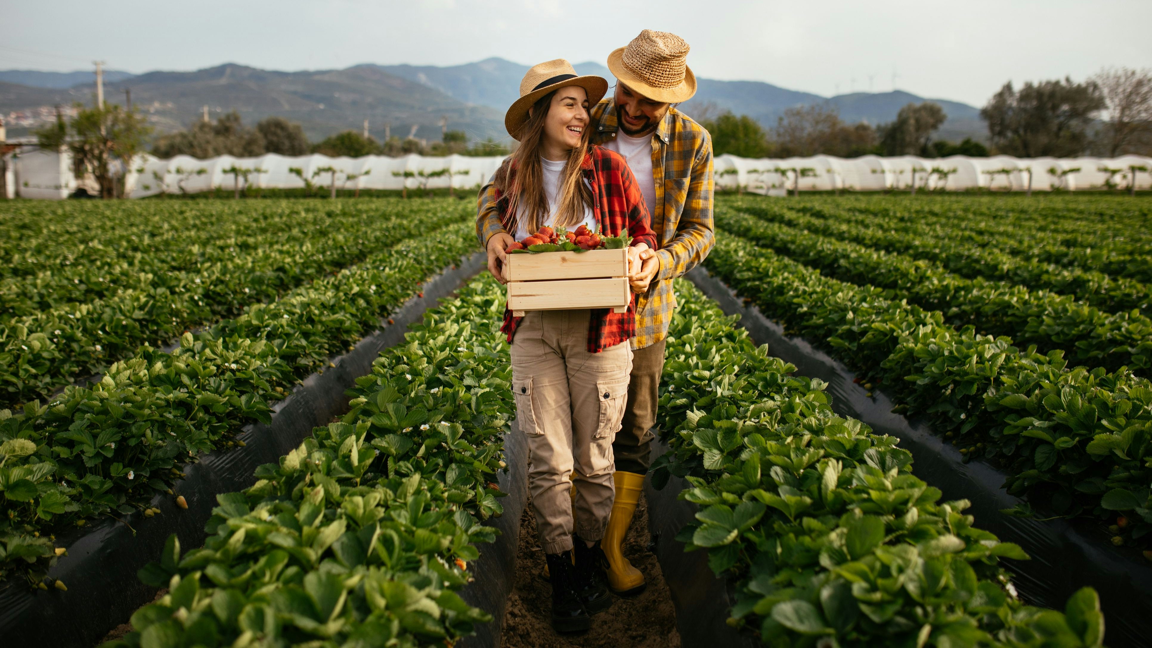 In Bodensdorf bei Wieselburg wird zum ersten Erdbeer-Pflücken für Singles geladen
