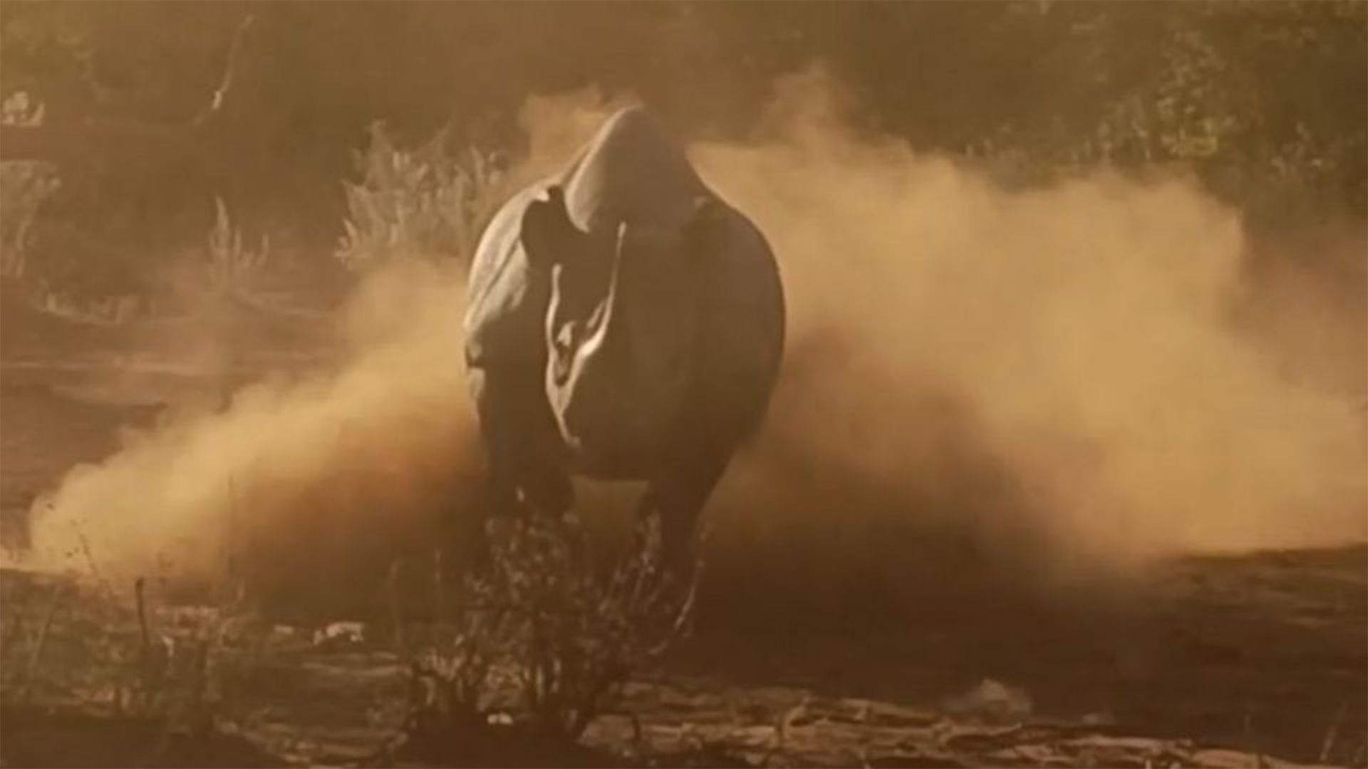 Im Marakele-Nationalpark in Südafrika wurde es diesem Nashorn offenbar einfach zuviel.