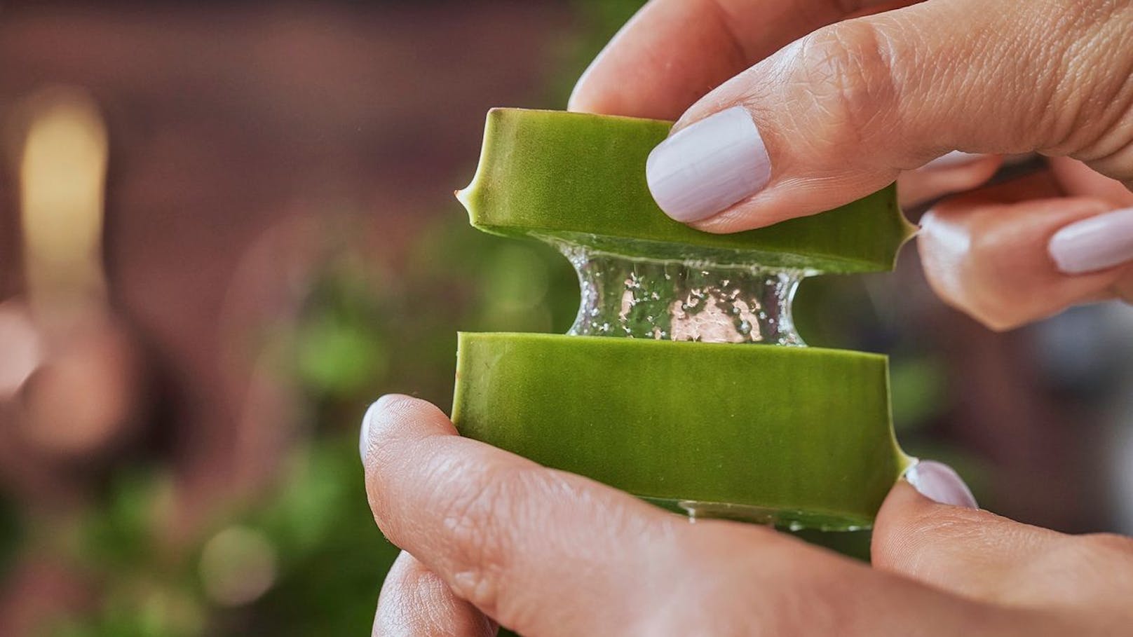 Das Gel aus den Blättern kann man gegen Verbrennungen und trockene Haut verwenden – dafür sollte die Aloe vera aber mindestens drei bis vier Jahre alt sein. In diesem reiferen Stadium enthält das Gel höhere Konzentrationen von Aloin, dem Stoff, der für die lindernden und heilenden Effekte verantwortlich ist.