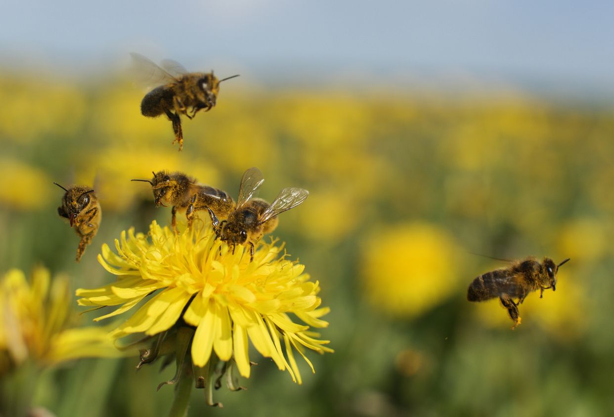 Die meisten Wild- und viele Nutzpflanzen sind auf die Bestäubungsleistung von Insekten angewiesen.