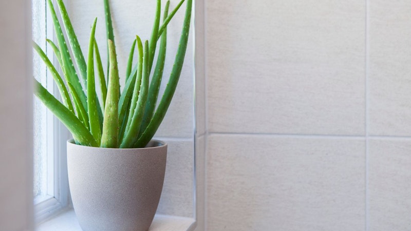 Die <strong>Aloe vera</strong> ist für ihre geringen Pflegeansprüche bekannt und eignet sich hervorragend für vergessliche Pflanzenbesitzer und trockene Umgebungen, da sie Wasser in ihren dicken, fleischigen Blättern speichern kann. Die Pflege ist unkompliziert: Die Pflanze benötigt viel Sonnenlicht und sollte nur gegossen werden, wenn die Erde vollständig ausgetrocknet ist.