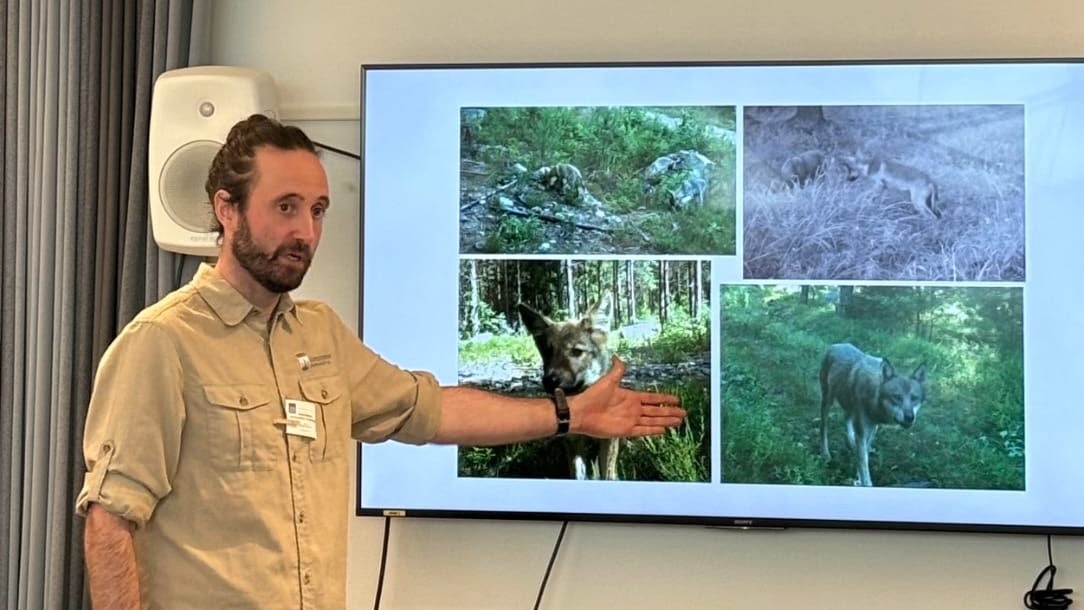 Daniel Mallwitz ist Teil des Wolfsmanagements in Schweden. Er erklärte die dortige Situation und welche Maßnahmen das Land bereits trifft.