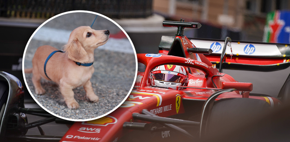 Leclerc-Hund Leo bekommt einen 