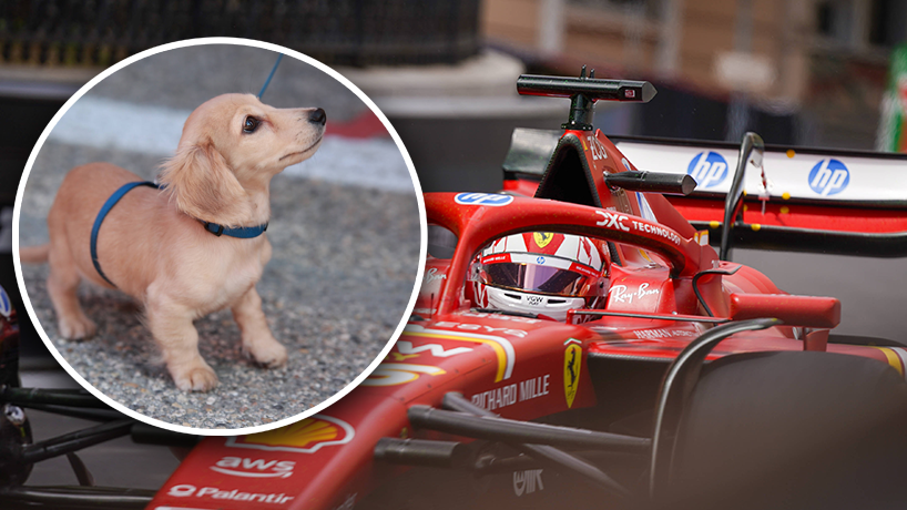 Leclerc-Hund Leo bekommt einen "Bruder"