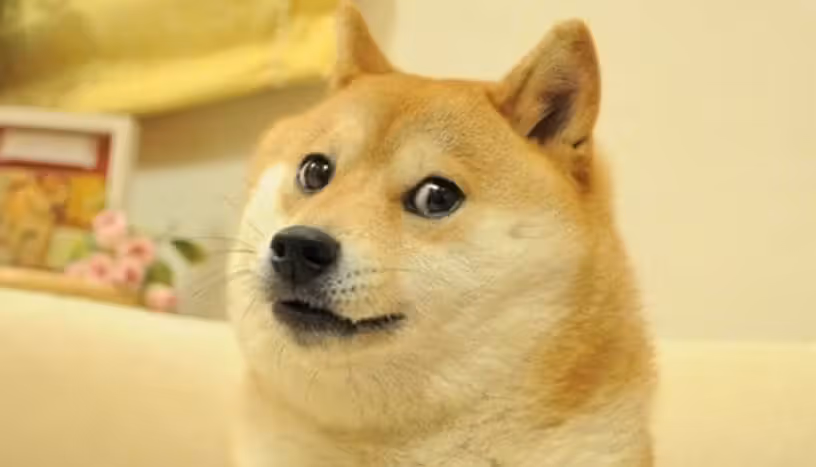 Sein Bild wurde zum viralen Meme: Shiba-Inu Kabosu ist tot.