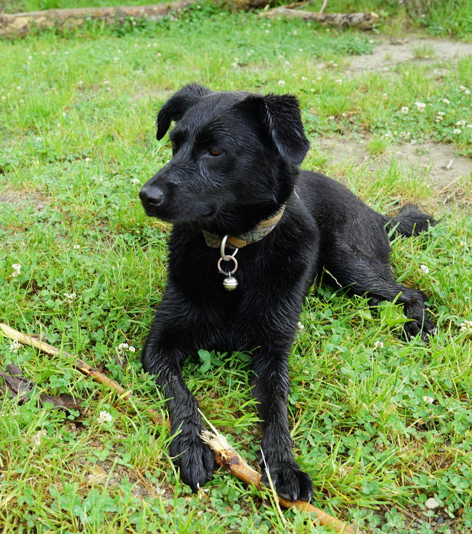 Vier Hunde-Schwestern nach vier Jahren wiedervereint