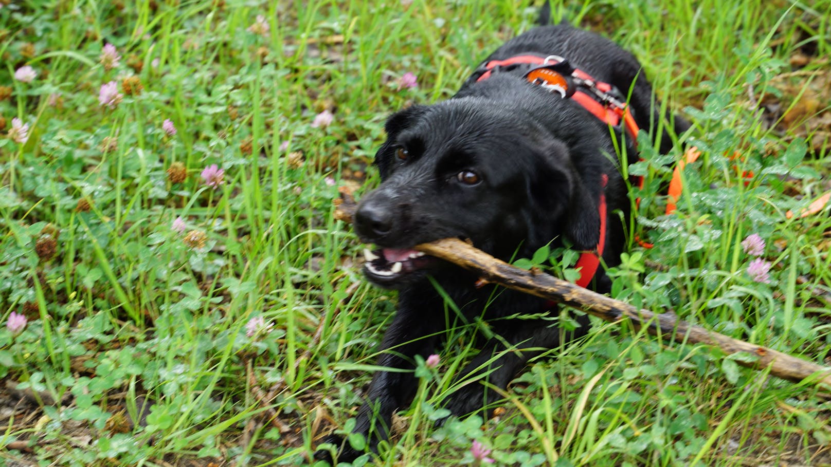 Vier Hunde-Schwestern nach vier Jahren wiedervereint