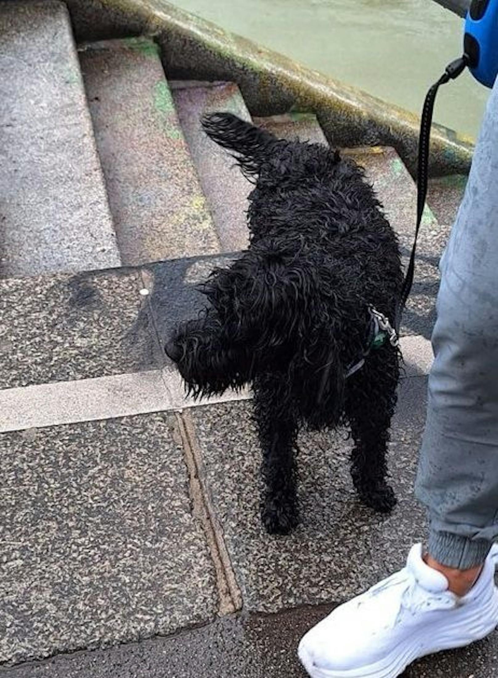 Der verängstigte Hund konnte von einem Feuerwehrmann gerettet werden. 