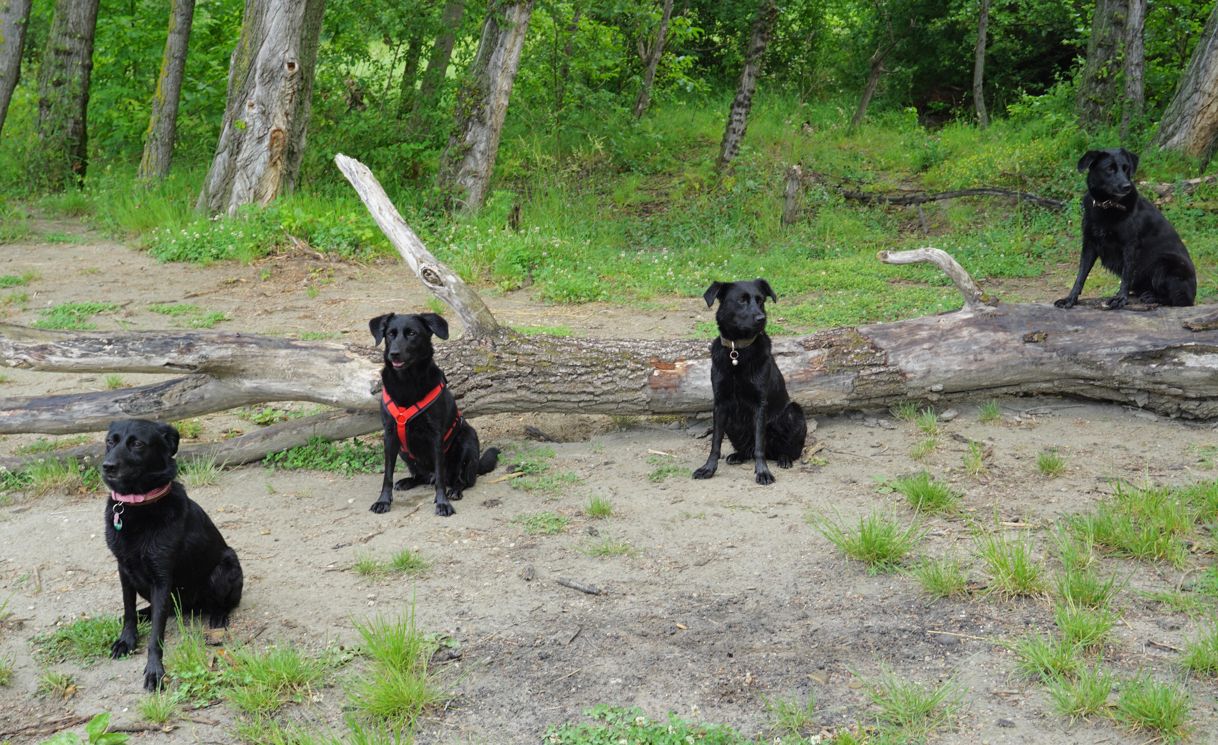 Vier Hunde-Schwestern nach vier Jahren wiedervereint