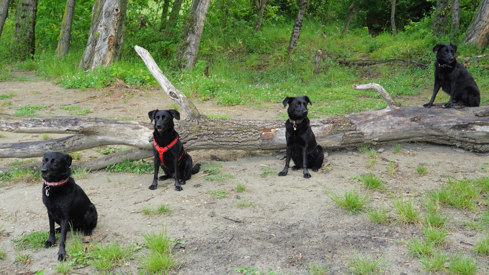 Vier Hunde-Schwestern nach vier Jahren wiedervereint