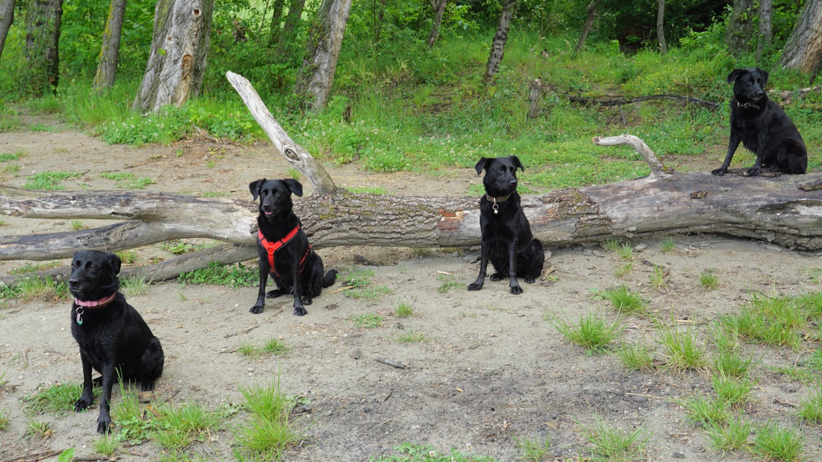 Vier Hunde-Schwestern nach vier Jahren wiedervereint