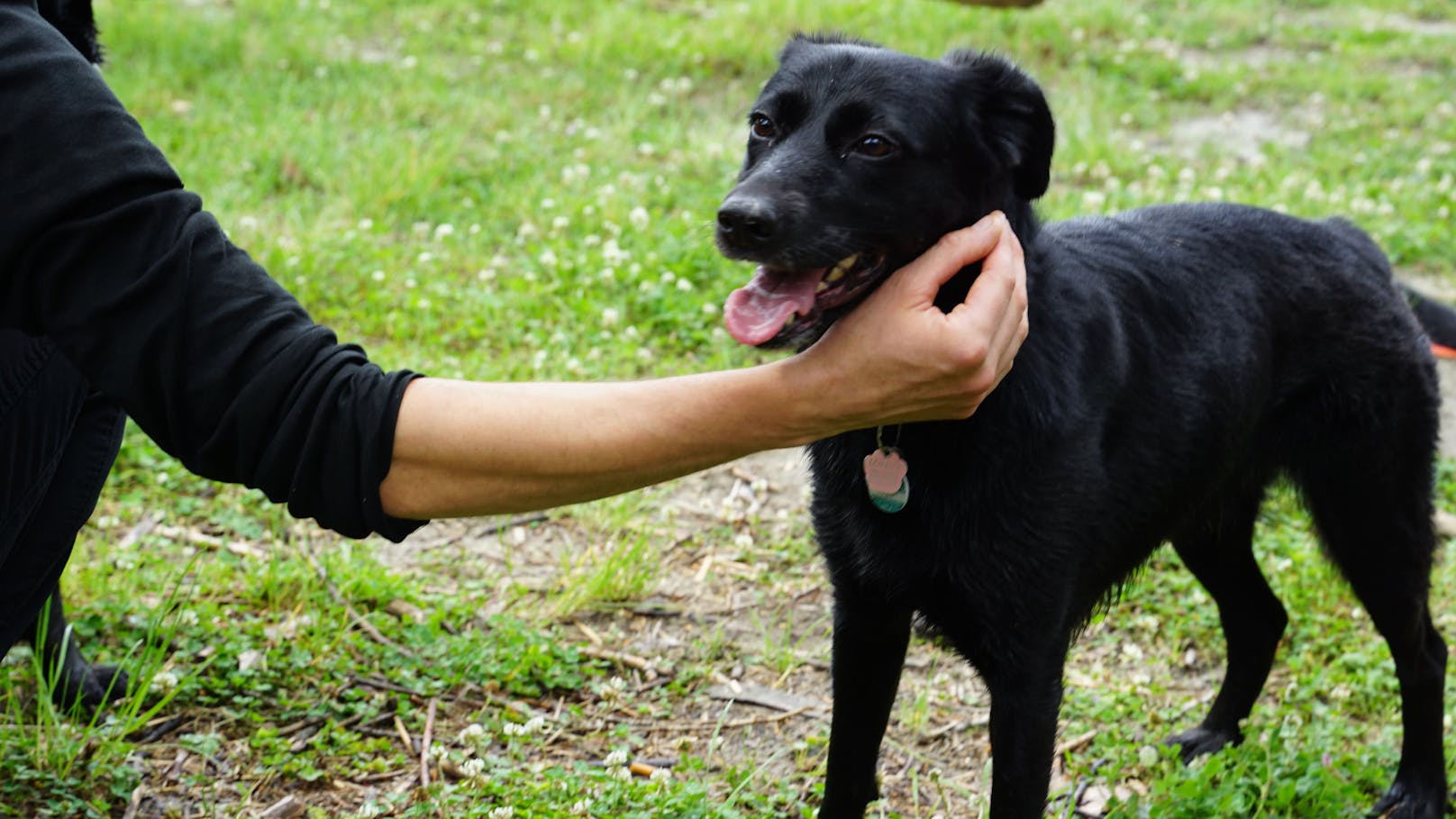 Vier Hunde-Schwestern nach vier Jahren wiedervereint