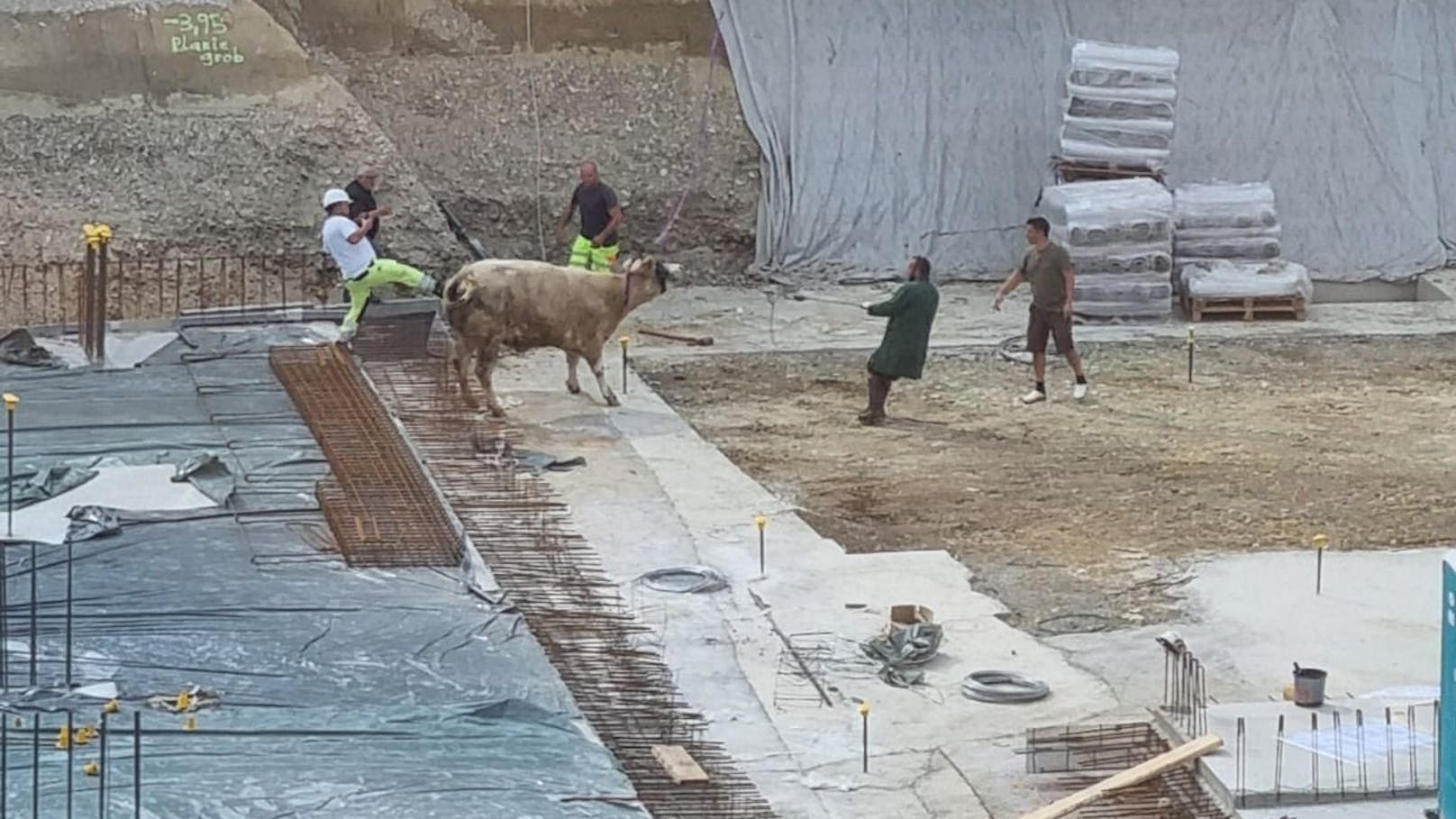 Eine Kuh ist in Linz vom Schlachthof ausgebrochen und auf das Gelände einer nahen Großbaustelle gelaufen.