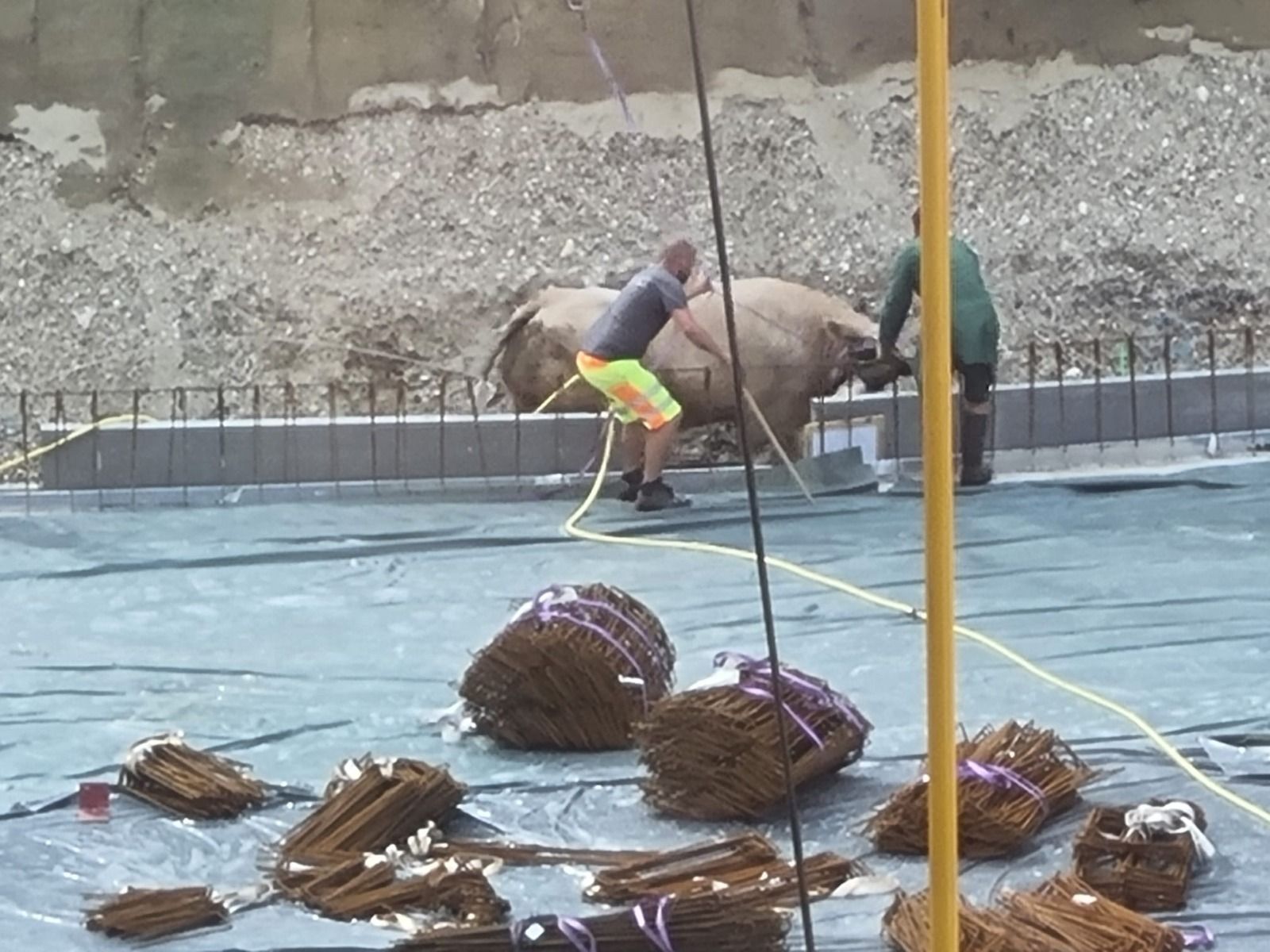 Eine Kuh ist in Linz vom Schlachthof ausgebrochen und auf das Gelände einer nahen Großbaustelle gelaufen.