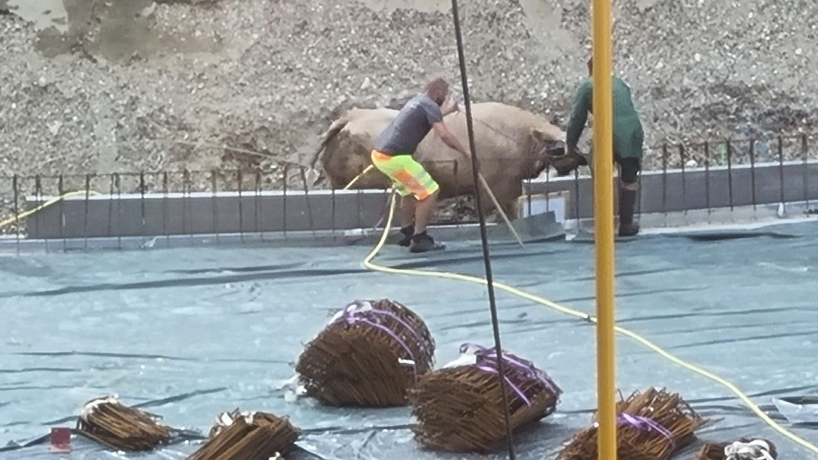 Eine Kuh ist in Linz vom Schlachthof ausgebrochen und auf das Gelände einer nahen Großbaustelle gelaufen.