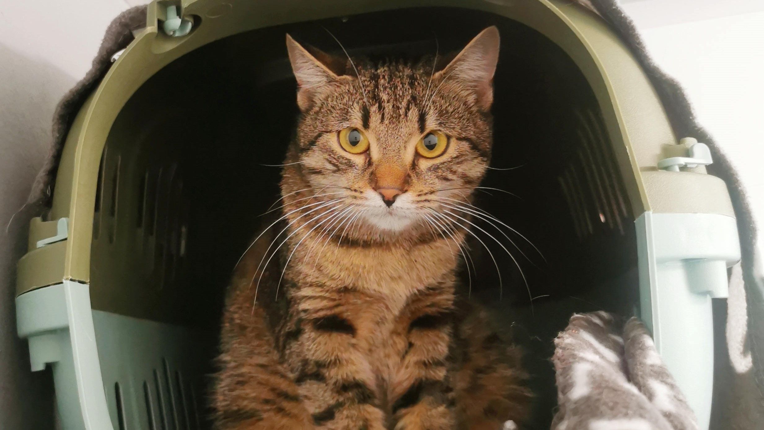 Ist das Eis bei Fräulein Marmelade erst einmal gebrochen, entpuppt sie sich als verspielte und verschmuste Frohnatur.